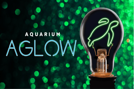 Aquarium AGlow Aquarium AGlow