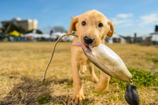 BOYKIN SPANIEL SOCIETY PRESENTS “MEET THE GUNDOGS” RETRIEVER DEMONSTRATIONS BOYKIN SPANIEL SOCIETY PRESENTS “MEET THE GUNDOGS” RETRIEVER DEMONSTRATIONS
