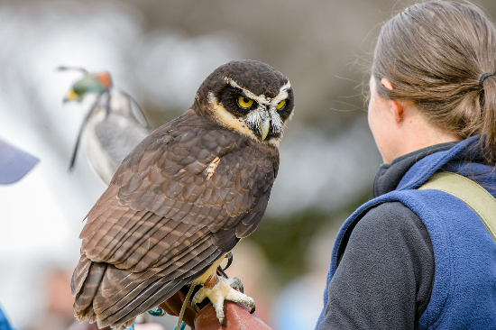 Birds of Prey Flight Demos Birds of Prey Flight Demos