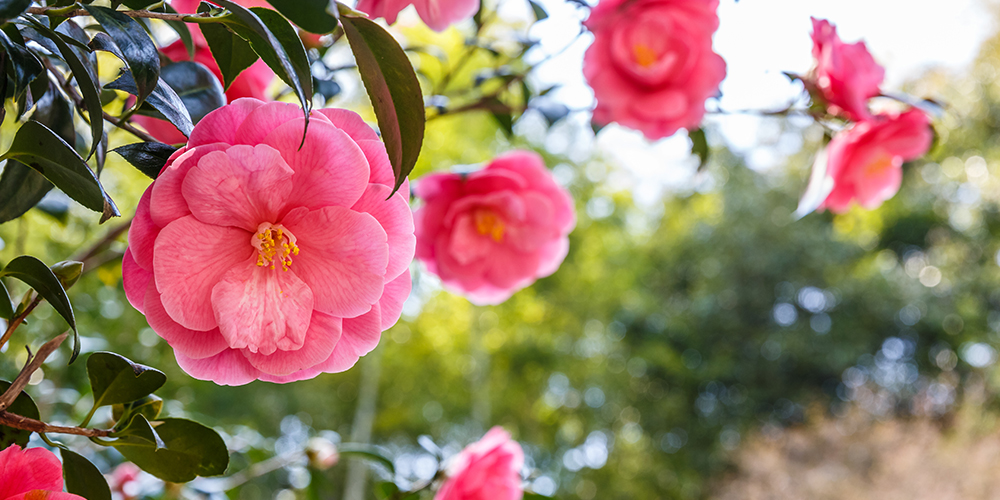 Camelia Walks Middleton Place