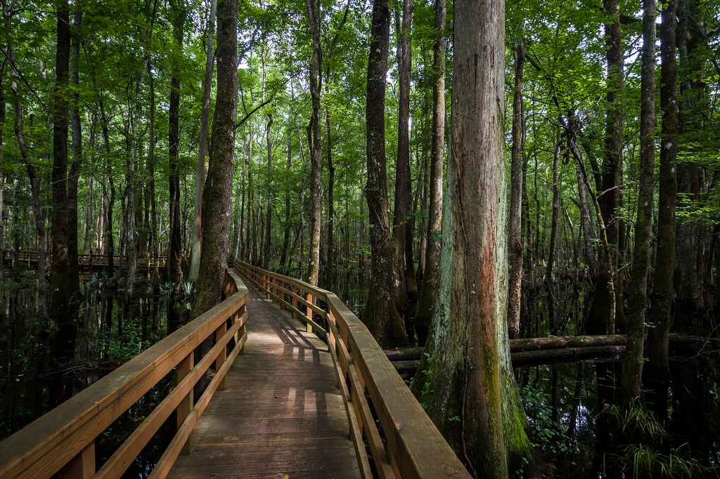 Journey from the past to the present at the Ravenel Caw Caw Interpretive Center. Located on former rice plantations, the center has miles of trails, boardwalks, exhibits, displays and programs.