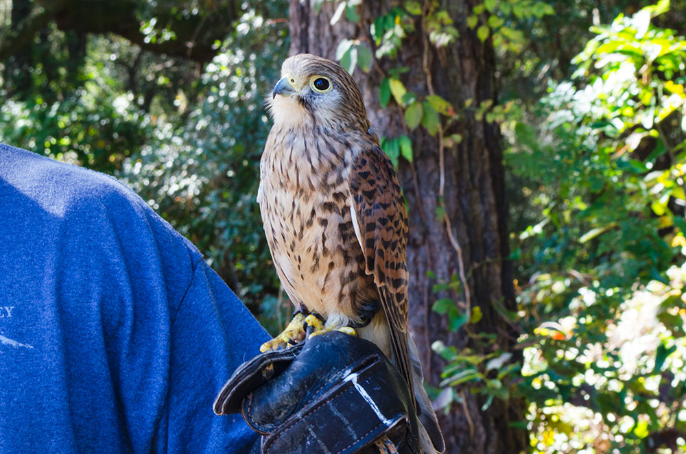 The Center for Birds of Prey Charleston(2023)