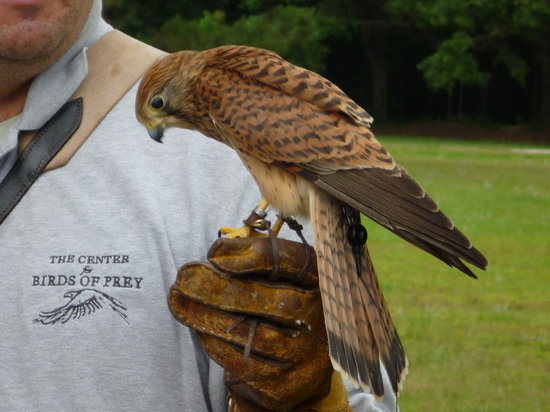 Opening Times & Prices for the National Centre for Birds of Prey