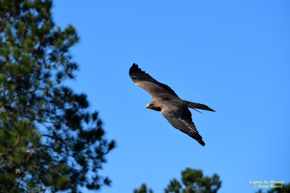 The Center for Birds of Prey Charleston(2023)