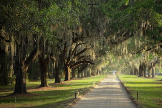 Charleston Plantations Charleston Plantations