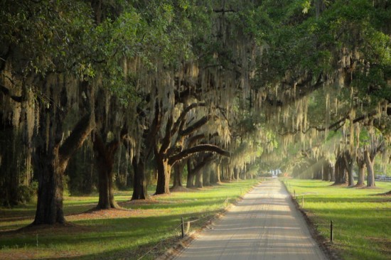 Charleston Plantations