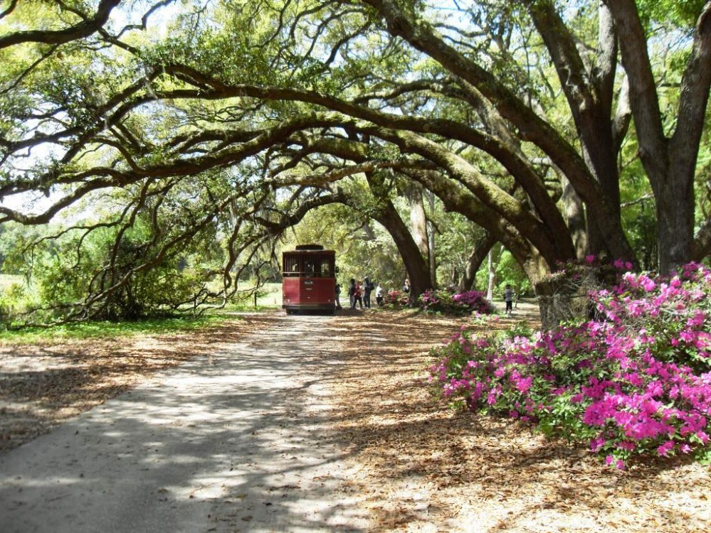 Charleston Tea Plantation