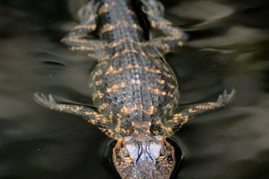 Combing the Caw Caw Wilderness 2.17.24 Combing the Caw Caw Wilderness 2.17.24