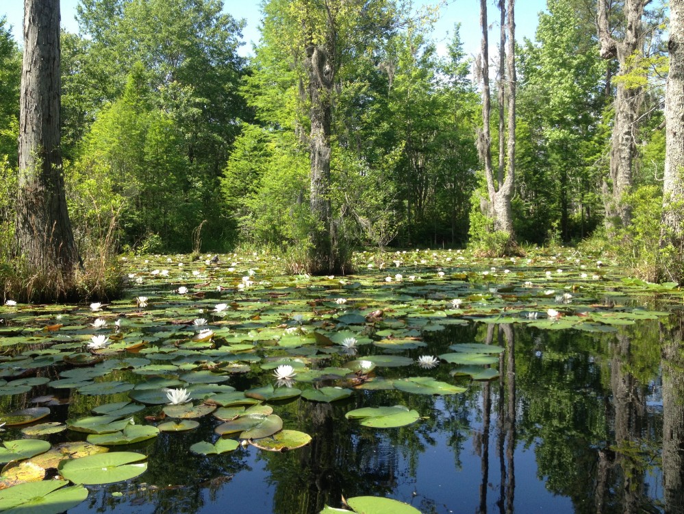 Cypress Gardens Sc 2020 Charleston Visitors Guide