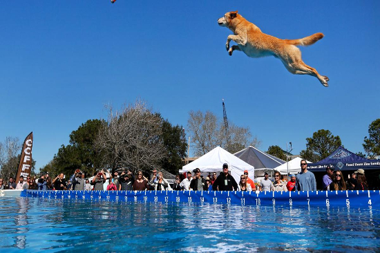 Dockdogs Competitions SEWE Dockdogs Competitions SEWE