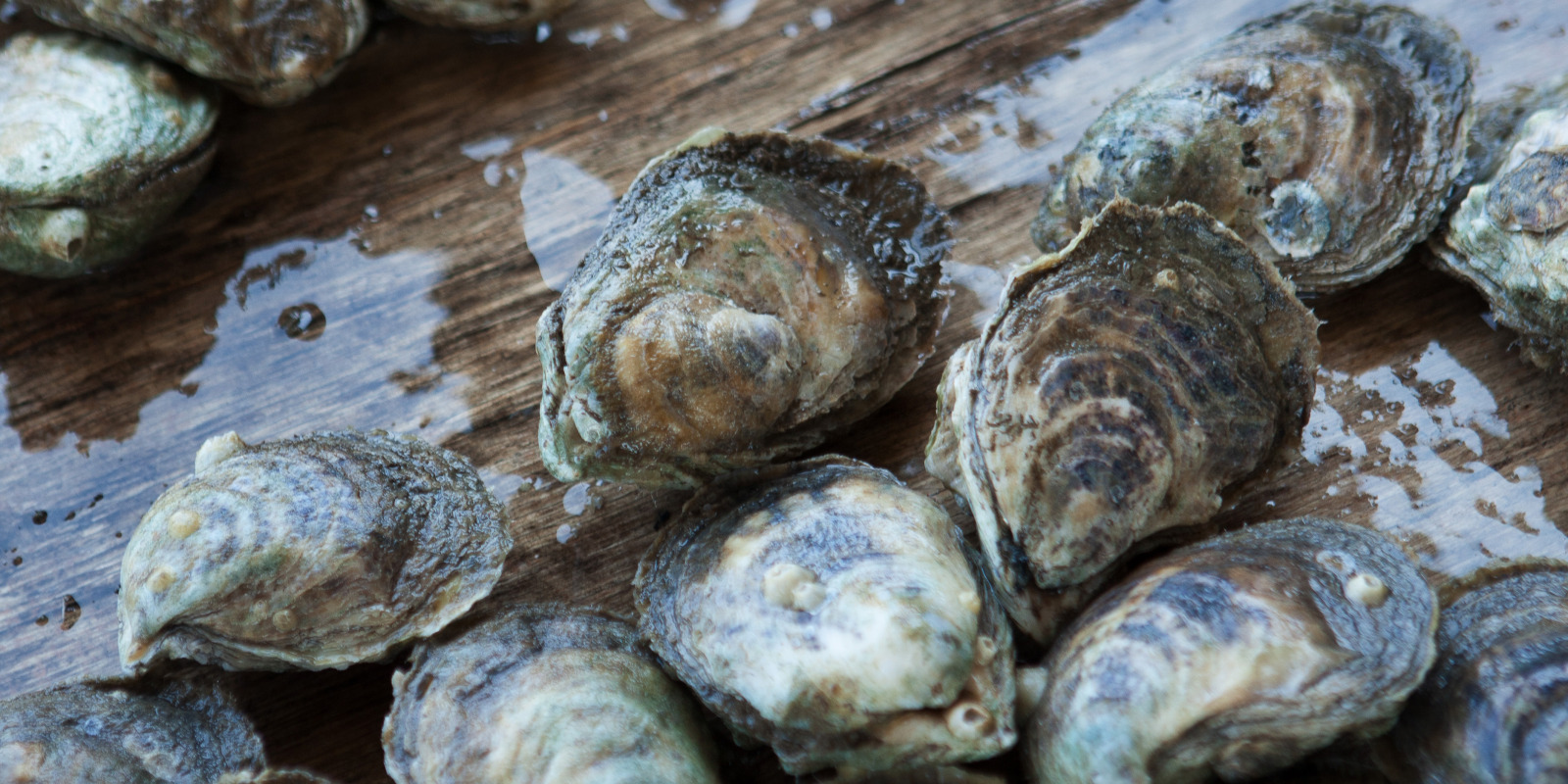 Lowcountry Oyster Festival (2024) Feb. 4, 2024