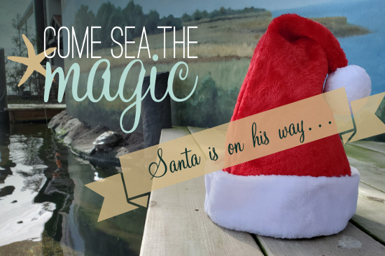 Santa Sundays at the Aquarium