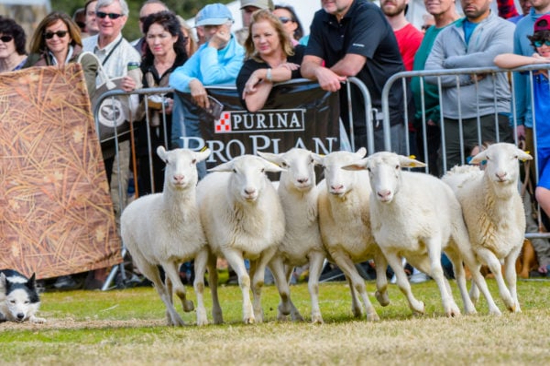 Sheep and Duck Herding Demo SEWE Sheep and Duck Herding Demo SEWE
