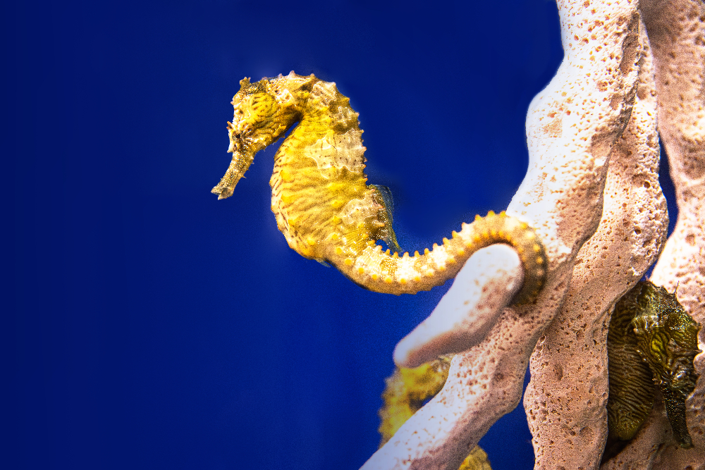 The South Carolina aquarium in Charleston is the place to explore and learn about aquatic animals from across the state. 