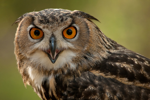 The Center for Birds of Prey Charleston(2023)