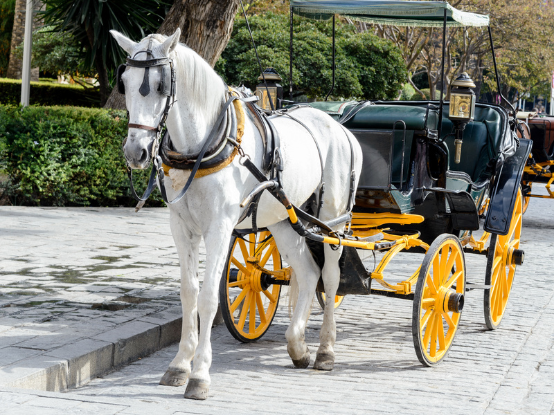 Valentines Day Carriage Tours Charleston