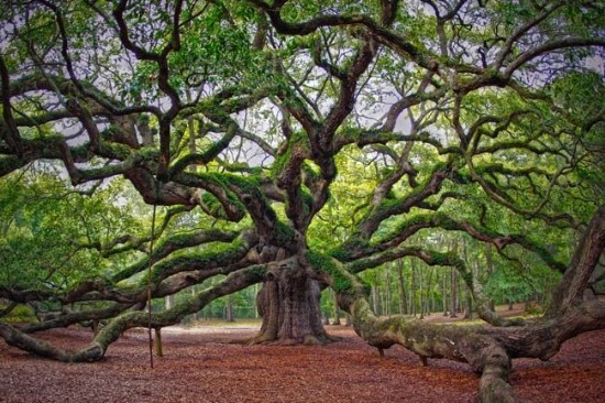 Angel Oak Park Angel Oak Park